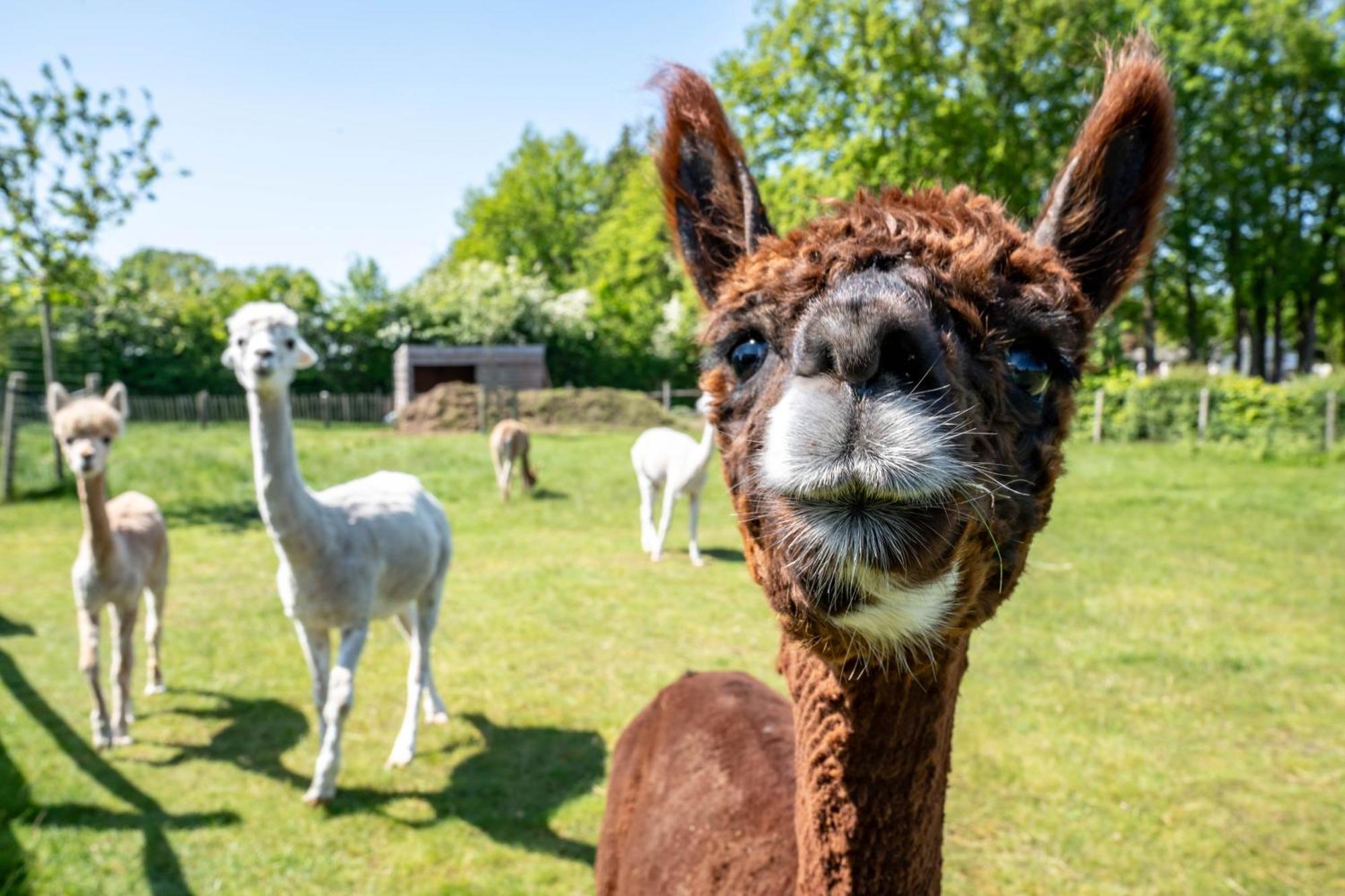 Hoeve Den Akker - Luxueuze Vakantiewoningen Met Privetuinen En Alpaca'S Nabij Brugge, Damme, Knokke, Sluis En Cadzand 외부 사진