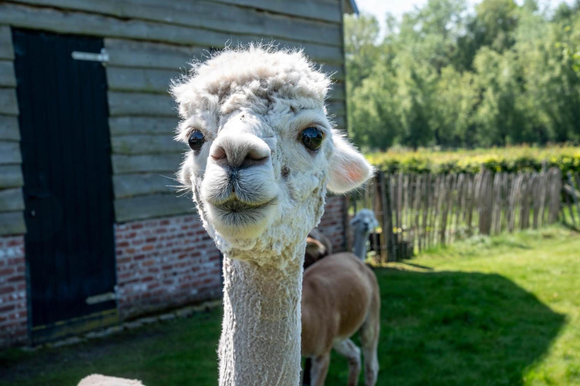 Hoeve Den Akker - Luxueuze Vakantiewoningen Met Privetuinen En Alpaca'S Nabij Brugge, Damme, Knokke, Sluis En Cadzand 외부 사진
