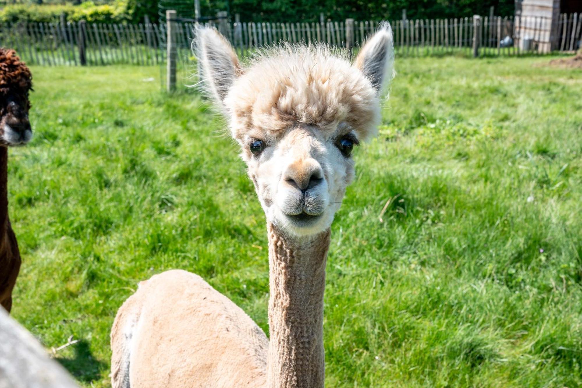 Hoeve Den Akker - Luxueuze Vakantiewoningen Met Privetuinen En Alpaca'S Nabij Brugge, Damme, Knokke, Sluis En Cadzand 외부 사진
